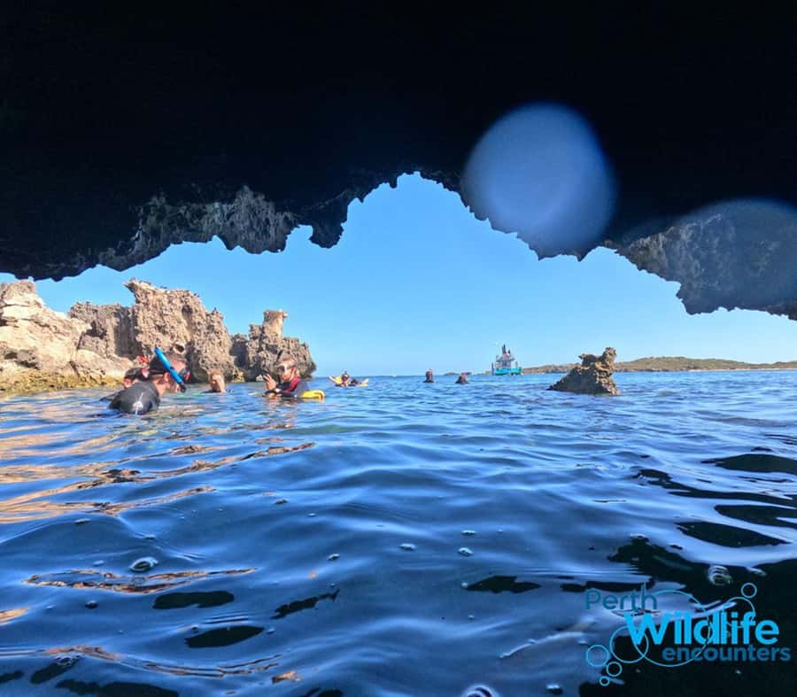 Rockingham: 3 Island Wildlife Snorkeling Cruise with Lunch - Why this marine park makes a good half-day trip