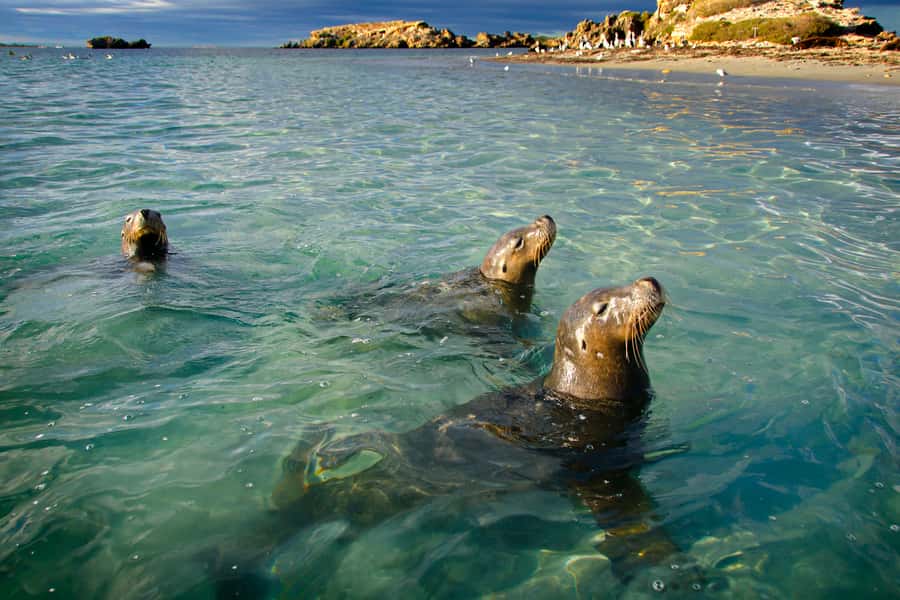 Rockingham: 3 Island Wildlife Snorkeling Cruise with Lunch - Searching for Australian sea lions near Seal Island