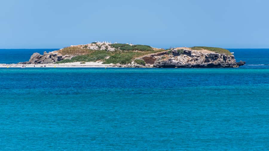 Rockingham: 3 Island Wildlife Snorkeling Cruise with Lunch - Snorkeling with gear and beginner instruction