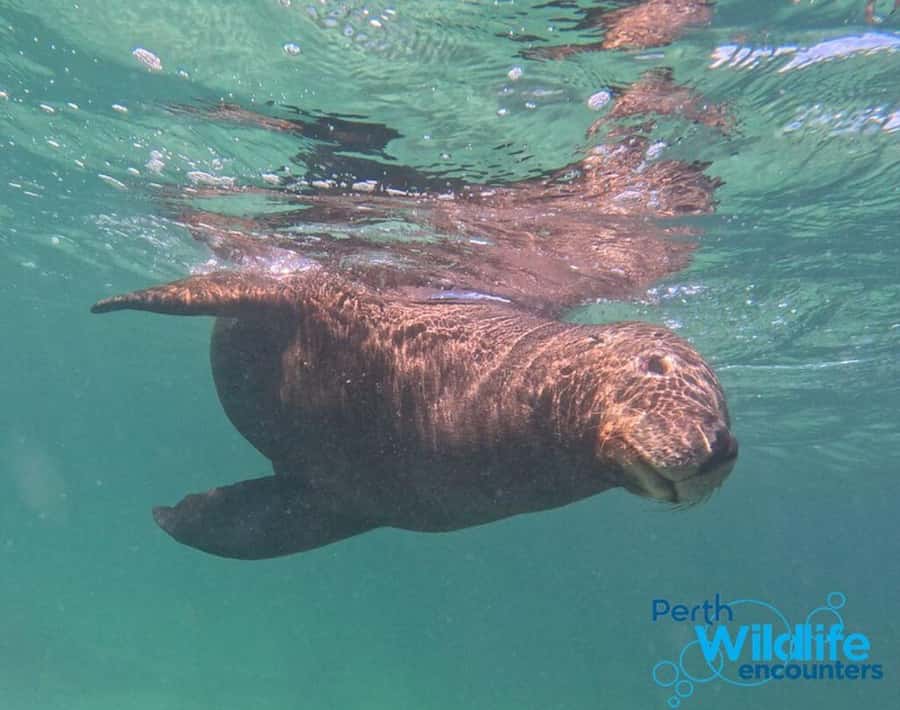 Rockingham: 3 Island Wildlife Snorkeling Cruise with Lunch - What lunch adds to the $164 price