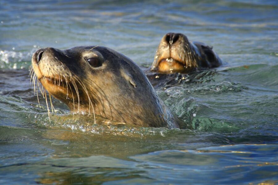 Rockingham: 3 Island Wildlife Snorkeling Cruise with Lunch - Should you book the Rockingham snorkeling cruise?