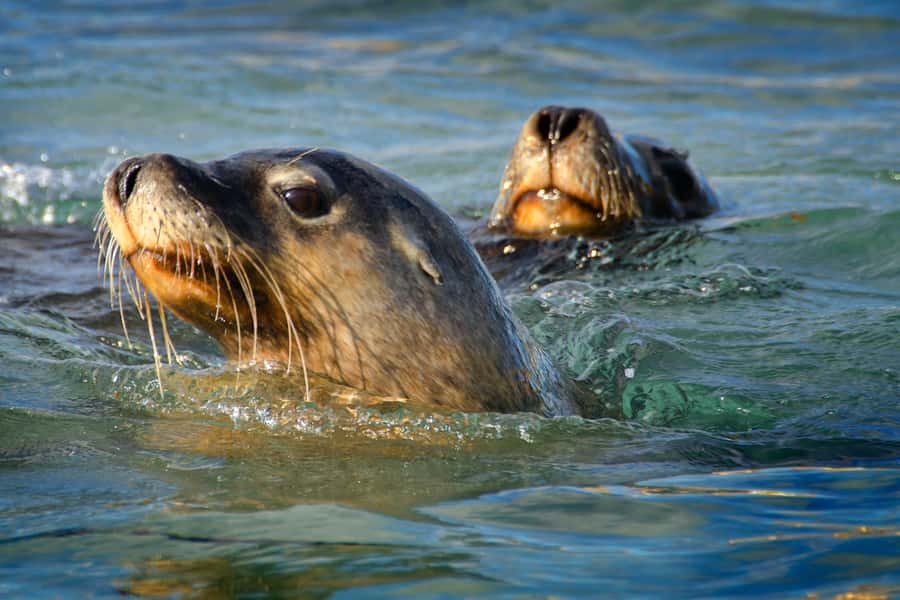 Rockingham: 3 Island Wildlife Snorkeling Cruise with Lunch - Penguin, Seal, and Bird Islands