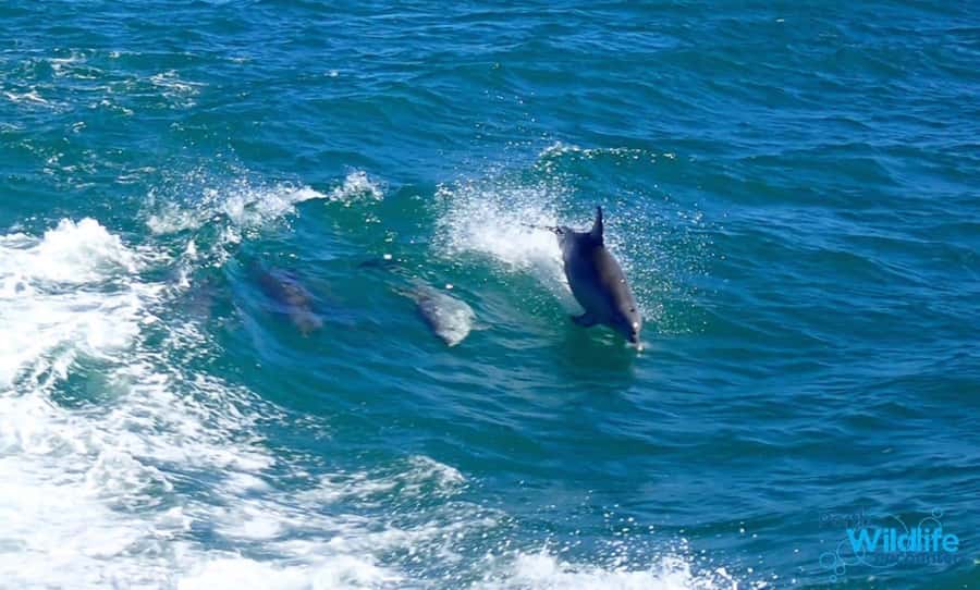 Rockingham: Shoalwater Islands, Dolphins, and Sea Lions Tour - A short cruise with a wild cast