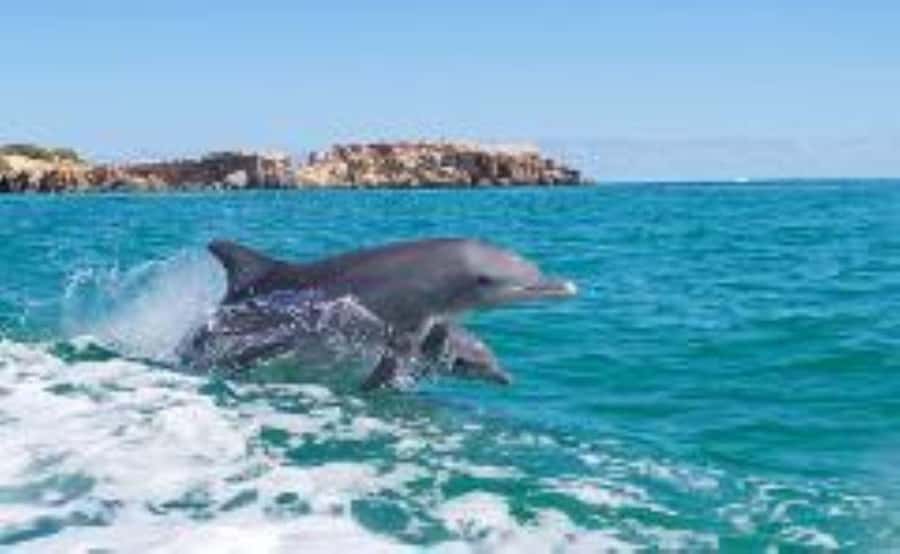 Rockingham: Shoalwater Islands, Dolphins, and Sea Lions Tour - Shoalwater Islands Marine Park by boat