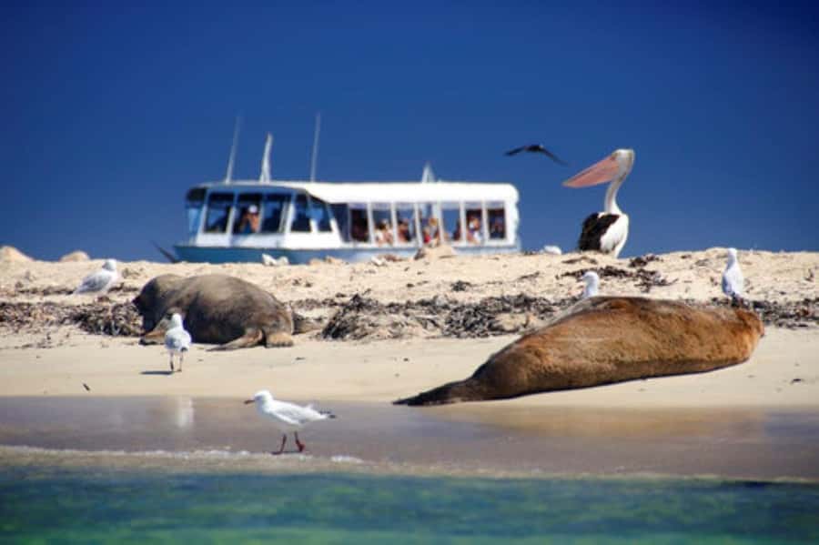 Rockingham: Shoalwater Islands, Dolphins, and Sea Lions Tour - Bird Island and the pelican rookeries