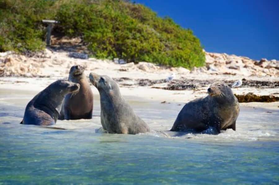 Rockingham: Shoalwater Islands, Dolphins, and Sea Lions Tour - Leaving from Penguin Island Visitors Centre
