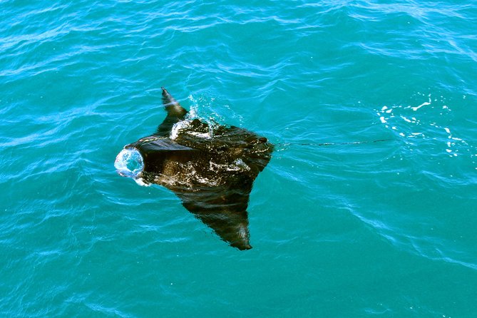 Roebuck Bay Sunset & Snubfin Dolphin Cruise - Snacks, tea, and the practical side of the boat