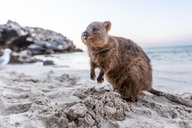 Rottnest Island All-Inclusive Grand Island Tour from Fremantle - Who should book this Rottnest Island day trip?