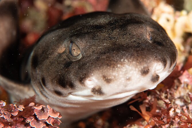 Rottnest Island Boat Dive Day Trip including Lunch - Snorkelling and non-scuba companions