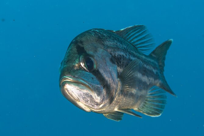 Rottnest Island Boat Dive Day Trip including Lunch - Who will get the most from this trip