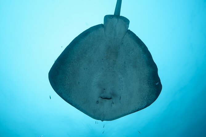 Rottnest Island Boat Dive Day Trip including Lunch - Meeting at Fremantle and planning your day
