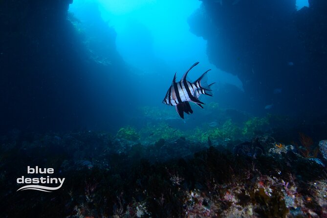 Rottnest Island Boat Dive Day Trip including Lunch - What happens during the two scuba sessions