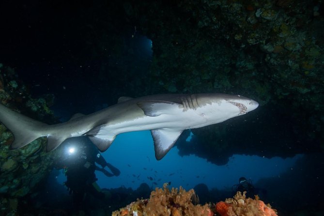 Rottnest Island Deep Dive Day Trips - What the two underwater sessions are like
