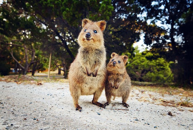 Rottnest Island Deep Dive Day Trips - Equipment and what you still need to arrange