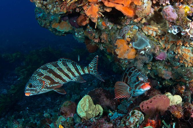Rottnest Island scuba dive tour - From Fremantle to Rottnest Island by catamaran