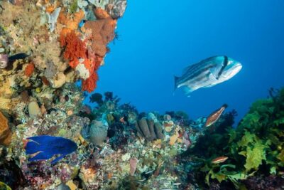 Rottnest Island scuba dive tour