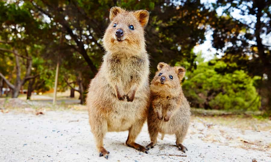 Rottnest Island Segway 1-Hour Settlement Tour - From the ferry jetty to Bedford Avenue