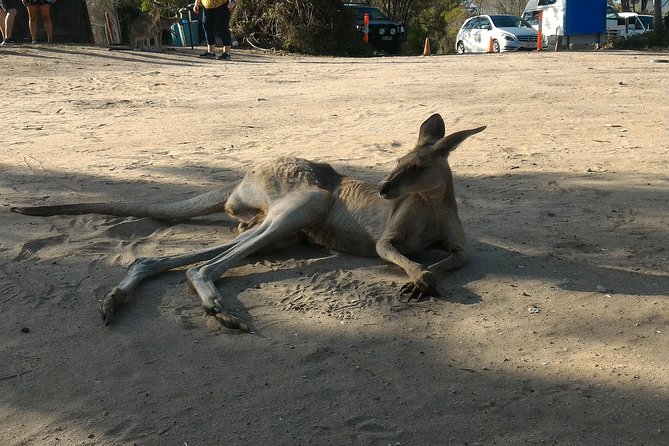 Scooter Wildlife & Sunset Tour - Who will enjoy this ride most