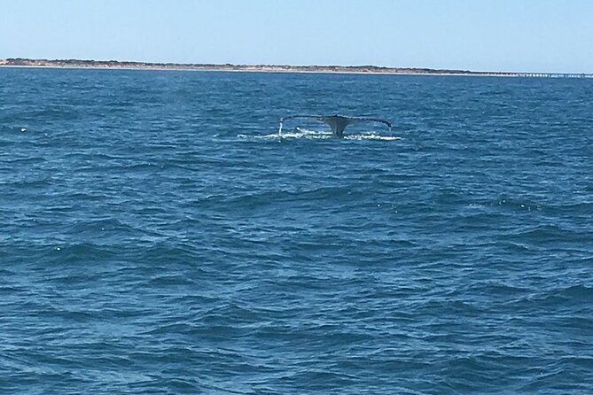 Scuba Dive Ningaloo Reef - What you may see below the surface