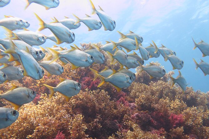 Scuba Dive The Beautiful Rottnest Island for Certified divers - Fitness, certification, and who should choose this trip