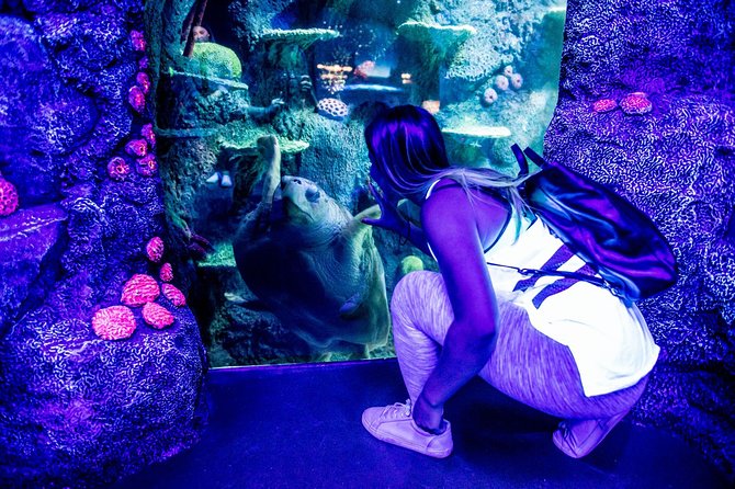 SEA LIFE Sydney Aquarium Entrance Ticket - Sydney Harbour brings the setting closer to home