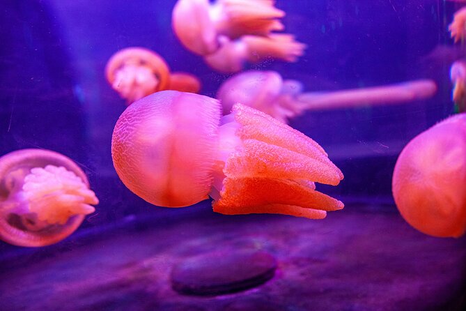 SEA LIFE Sydney Aquarium Entrance Ticket - Dugong Island and Pig’s rescue story
