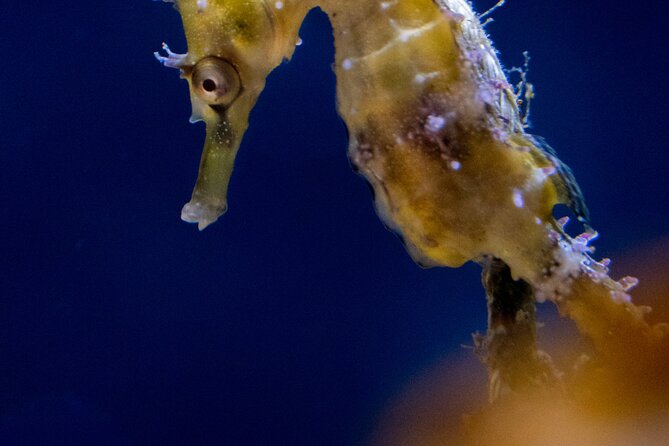 SEA LIFE Sydney Aquarium Entrance Ticket - The Great Barrier Reef changes from night to day