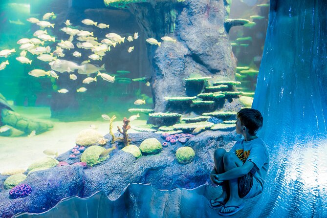SEA LIFE Sydney Aquarium Entrance Ticket - Penguin Expedition is short but memorable