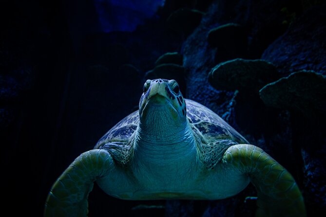SEA LIFE Sydney Aquarium Entrance Ticket - How long to allow and when to visit