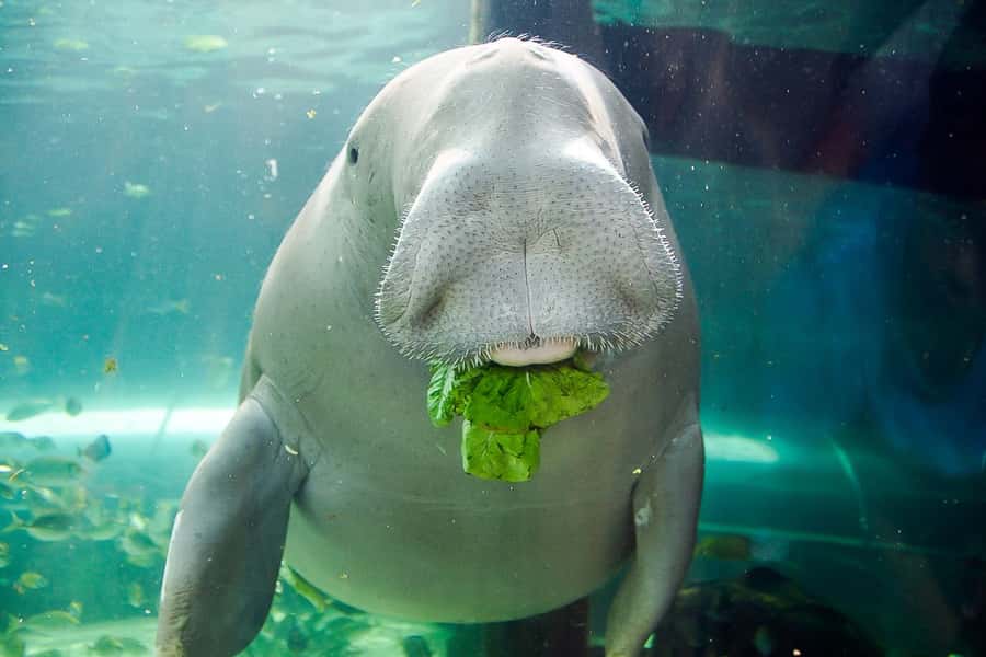 SEA LIFE Sydney Aquarium Entry Ticket - FAQ