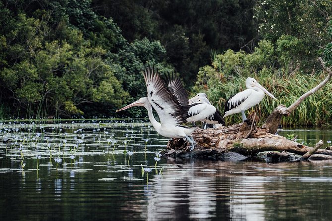 Serenity Cruise to Australia's Everglades - Wildlife: enjoy the search, not a checklist