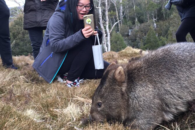 Shore Excursion - Cradle Mountain Shuttle Bus from Burnie - Is the $157.79 price fair?