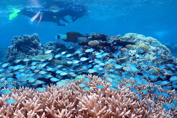 Silversonic Outer Great Barrier Reef Cruise from Port Douglas - The important details at a glance
