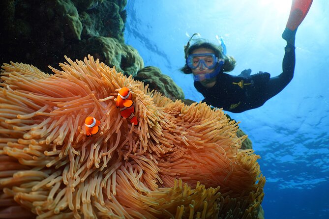 Silversonic Outer Great Barrier Reef Cruise from Port Douglas - Why Agincourt Reef makes this trip special