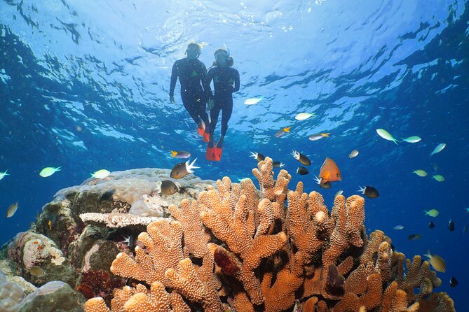 Silversonic Outer Great Barrier Reef Cruise from Port Douglas - Snorkelling for first-timers and confident swimmers
