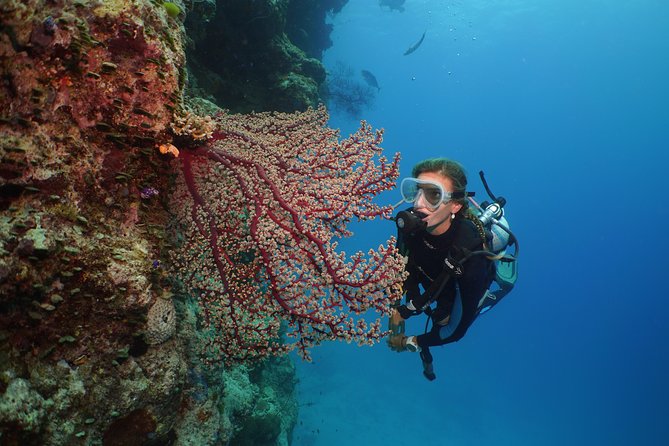 Silversonic Outer Great Barrier Reef Cruise from Port Douglas - What the $192.04 price buys you