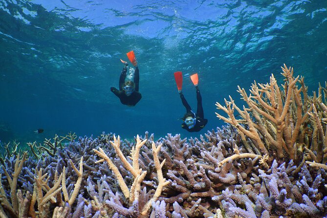 Silversonic Outer Great Barrier Reef Cruise from Port Douglas - From Port Douglas marina to the outer reef