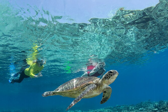 Silverswift Dive and Snorkel Great Barrier Reef Cruise - Snorkeling from the back of the boat