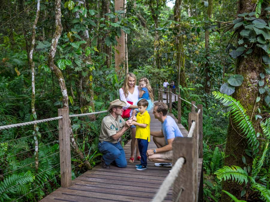 Skyrail Rainforest Cableway Round-Trip Experience - A rainforest journey that changes every few minutes