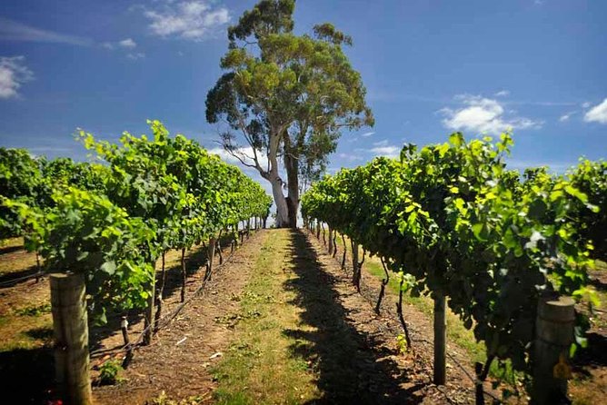 Small Group Adelaide Hills and Hahndorf Hideaway Tour from Adelaide - Mount Lofty starts the day above Adelaide