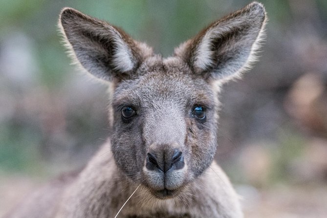 Small-Group Grampians Great Wildlife Escape Day Trip with Hiking - The key things to know before you book