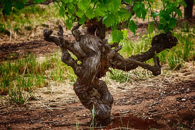 Small Tour Barossa Valley Voyager Tour from Adelaide - What you will taste