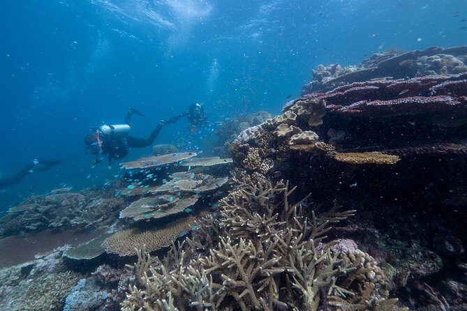Snorkel & Dive the Reef: Sustainable, Scientific & Cultural Tour - Optional scuba, helmet walks, and helicopter views