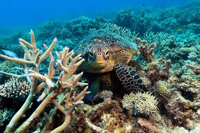 Snorkel & Dive the Reef: Sustainable, Scientific & Cultural Tour - Who will get the most from this tour