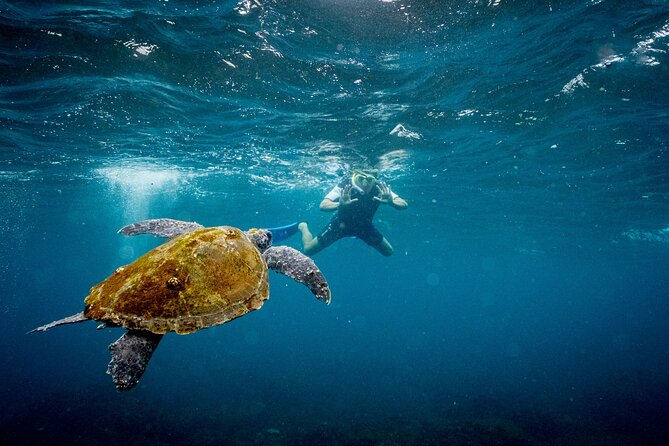 Snorkel with Turtles Gold Coast - The snorkeling setup and what you see