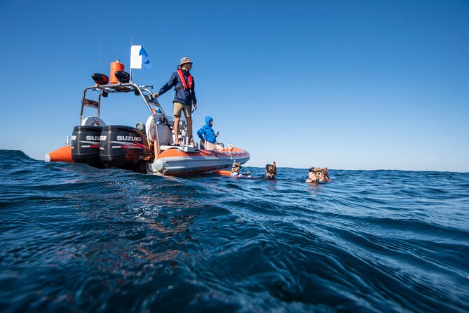 Snorkel with Turtles Gold Coast - The value of the $114.04 price