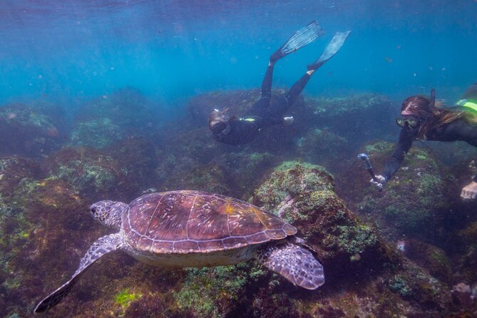Snorkel with Turtles Gold Coast - From Chinderah Bay to Fingal Head