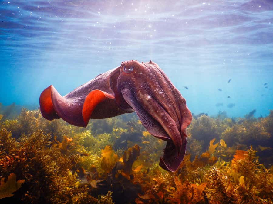 Snorkeling Tour: Discover Sydney’s impressive sea life - Clovelly’s protected reef, close to Sydney