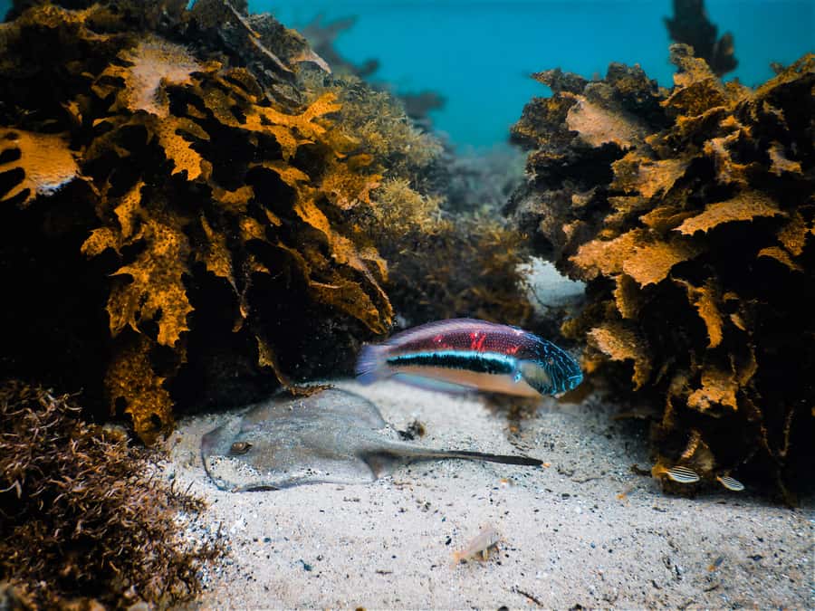 Snorkeling Tour: Discover Sydney’s impressive sea life - The 15-minute briefing sets the tone