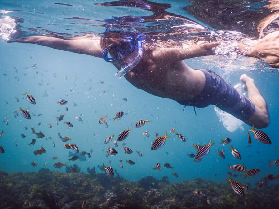 Snorkeling Tour: Discover Sydney’s impressive sea life - A weather plan that puts safety first